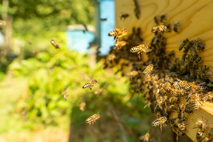 bee hive hero